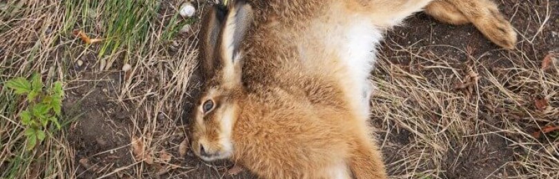Что делать, если кролики умирают без видимых причин