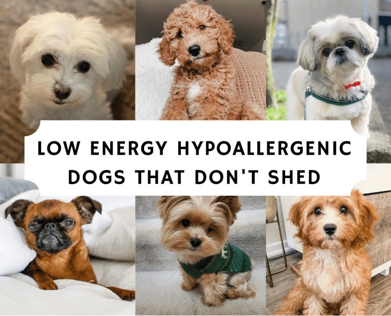Топ 9 ᐈ породы собак для аллергиков - гипоаллергенные собаки