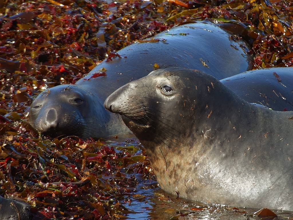 Тюлень уэдделла: фото, описание, образ жизни тюленя