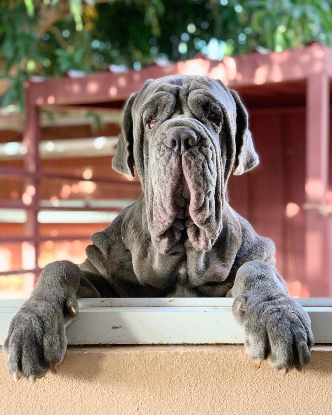 Неаполитанский мастиф (45 фото): щенки породы мастино неаполитано, описание одной из самых больших собак