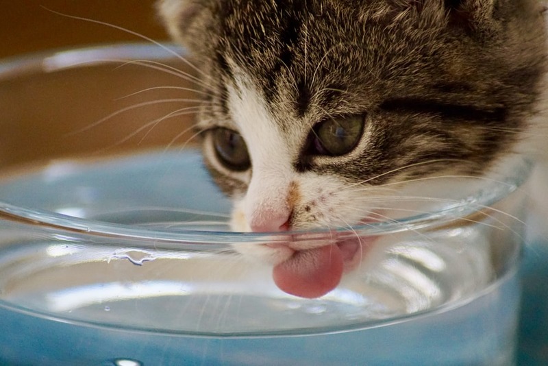 Как заставить кота пить больше воды
