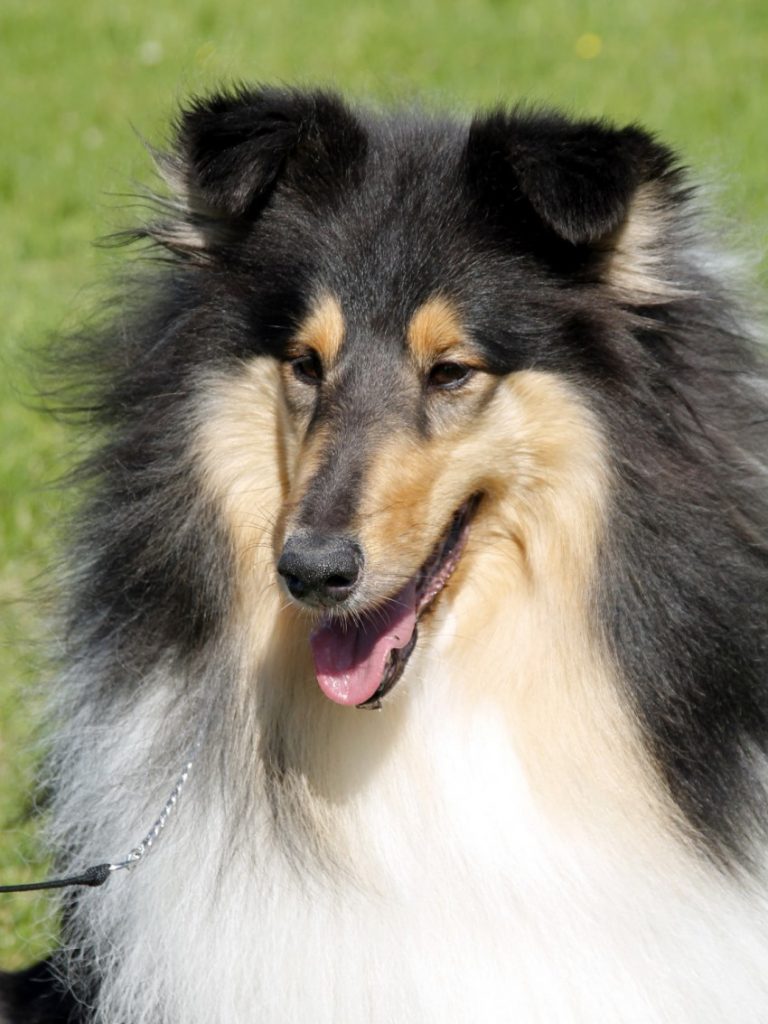 Бордер-колли: описание породы, характер собаки и щенка, фото, цена