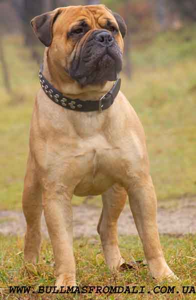 Бульмастиф фото собаки, характеристика породы и описание, цена щенка, отзывы