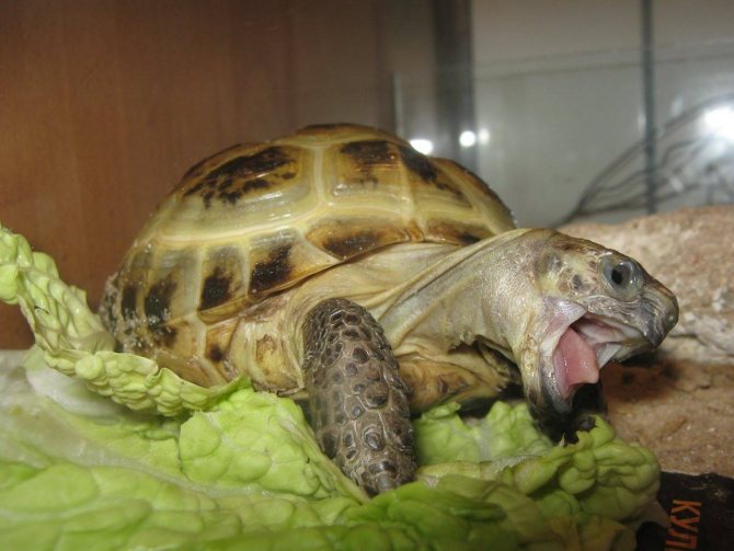 Недельный рацион питания для черепах