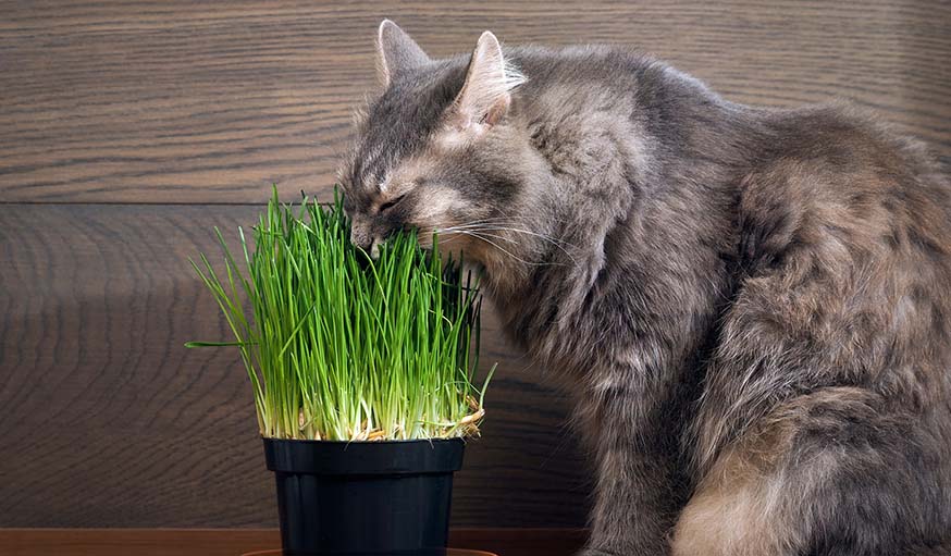 3 причины, почему ваша кошка обожает есть траву