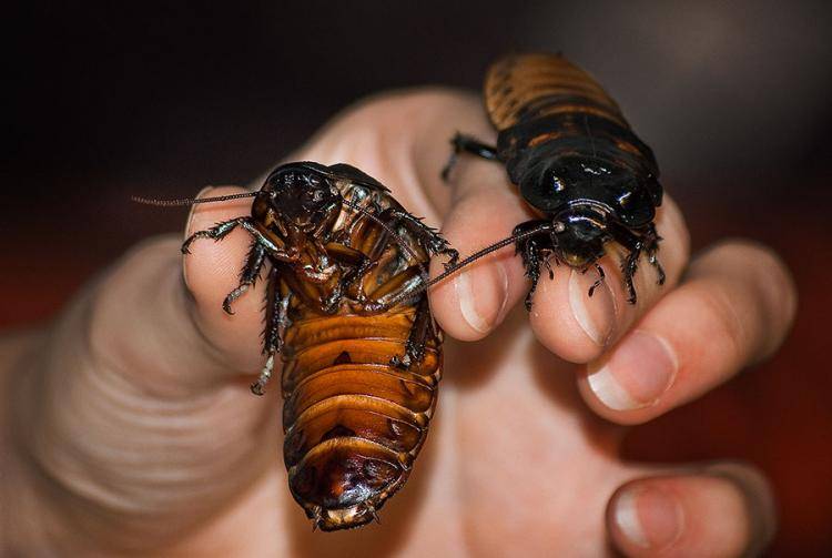 Особенности размножения тараканов: секрет плодовитости самки, полный цикл развития до взрослой особи, как замедлить распространение и избавиться от насекомых в квартире навсегда