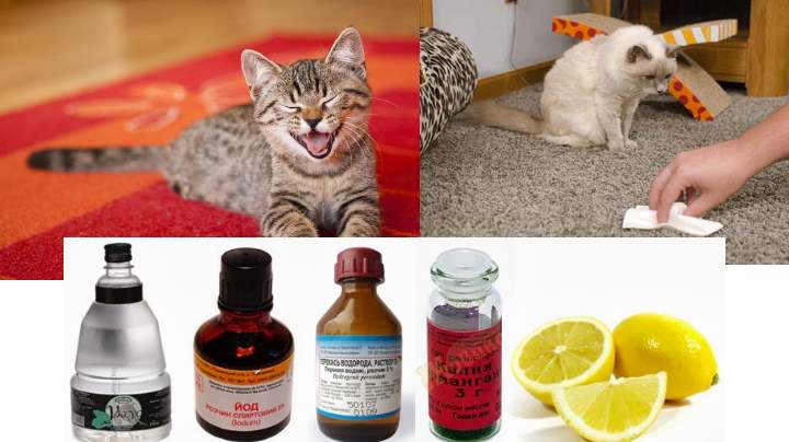Топ-10 способов быстро избавиться от запаха кошачьей мочи
