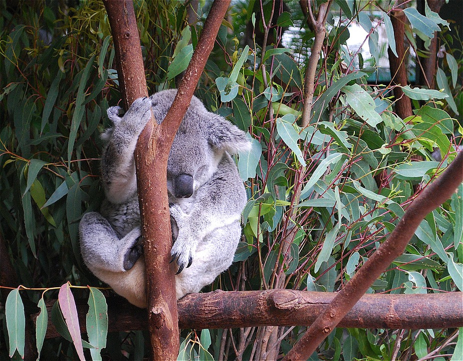 Животное коала: интересный обзор с фото и описанием, как выглядит, где живут, интересные факты
