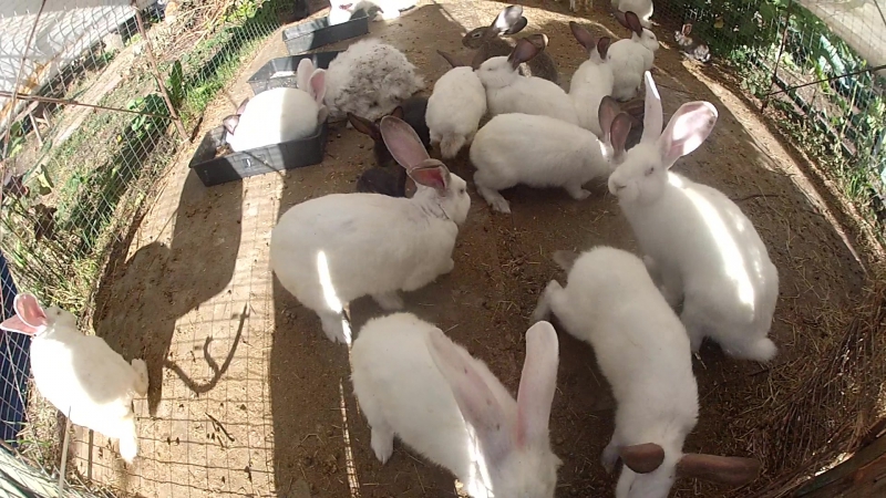 Разведение кроликов в яме: подробный опыт, содержание, технология выращивания