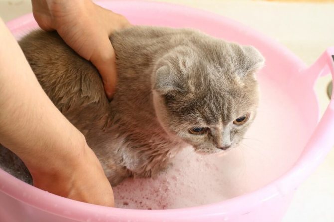 Купание котенка в первый раз: с какого возраста можно купать котят? как правильно искупать котенка дома впервые?
