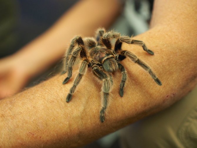 Укус тарантула: чем опасен для человека его яд, первая помощь