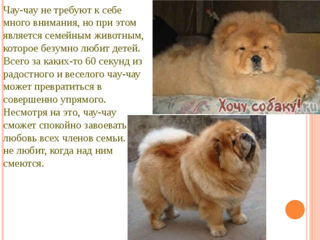 Чау-чау собака фото, описание породы, цена щенков, отзывы