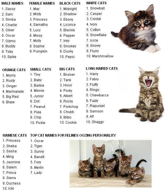Красивые клички (имена) для кошек девочек.