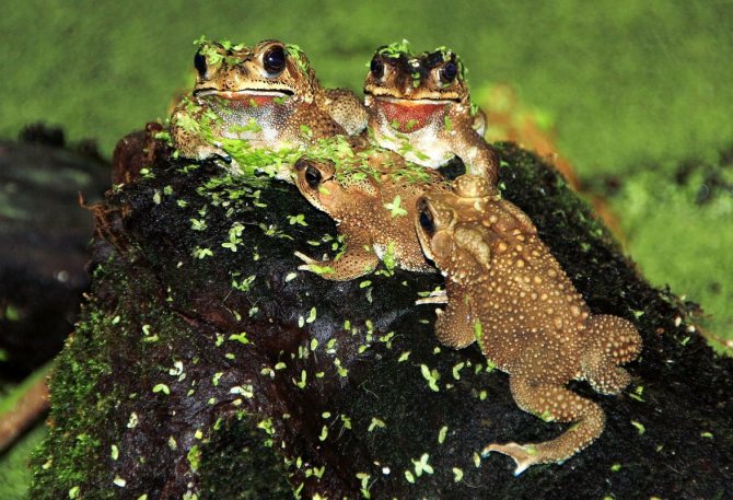 Земляная жаба. описание, особенности, виды и среда обитания земляной жабы | живность.ру