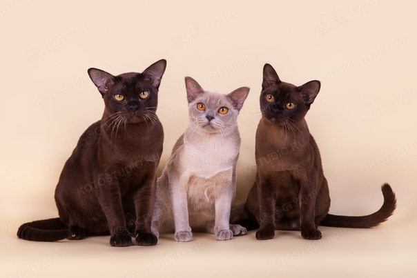 Бурманская кошка – шелковая красотка с необыкновенными глазами