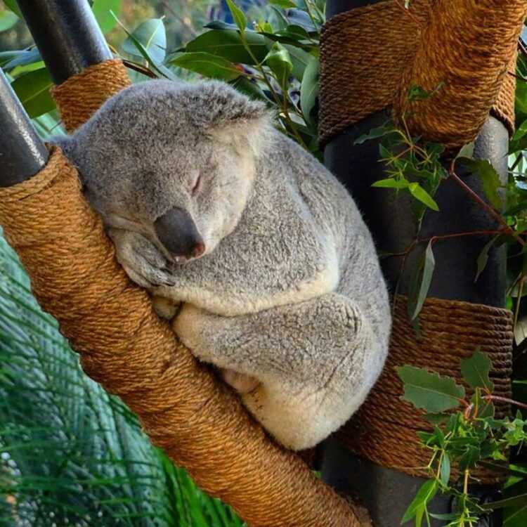 Сообщение про коалу — описание, образ жизни и интересные факты о травоядном животном