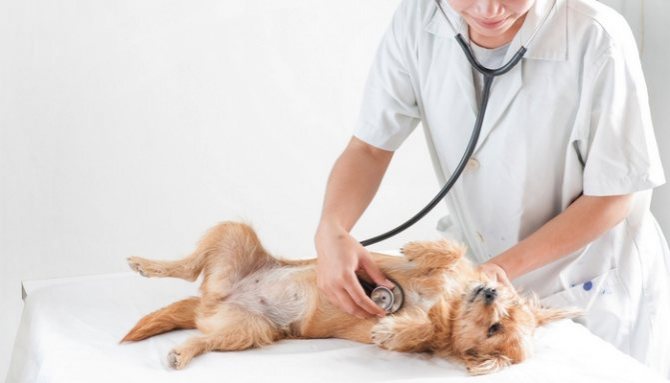 Ложная беременность у собак: как проявляется и сколько длится, причины и симптомы, опасна ли ложная щенность, профилактика