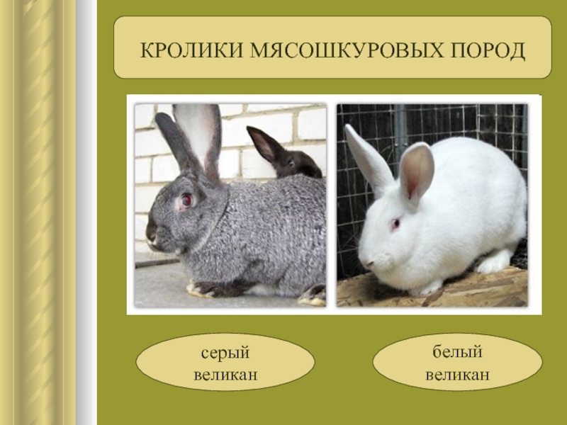 Кролик белый великан (26 фото): описание породы, особенности разведения и содержания в домашних условиях
