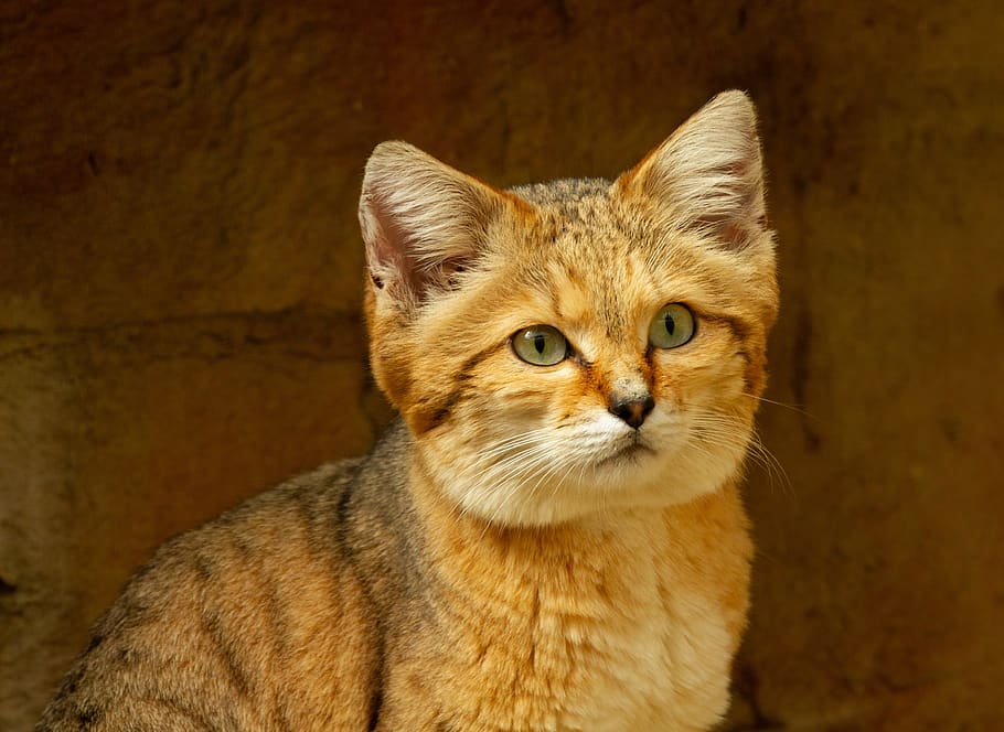 Барханный кот – как правильно ухаживать за таким экзотическим питомцем, интересные факты о породе