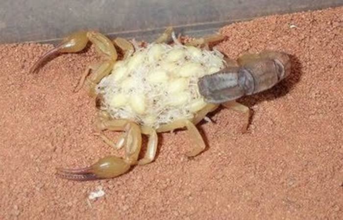 Смертельно опасный древесный скорпион: питание, размножение и значение для человека