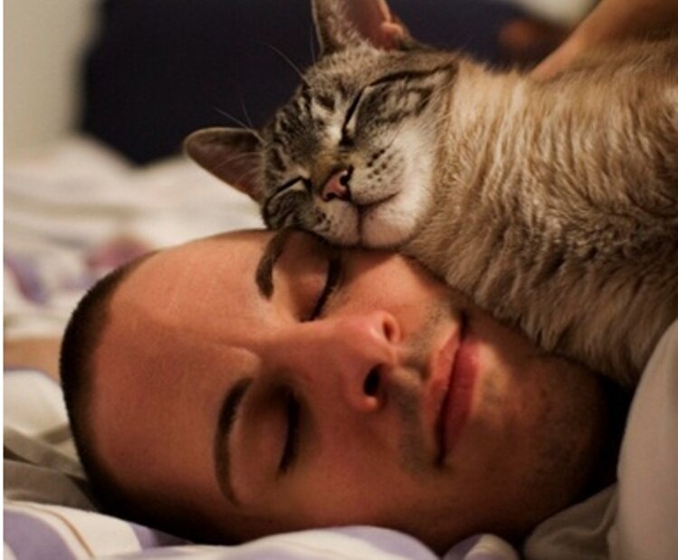 Почему кошка ложится на человека и спит на нем? 5 версий!