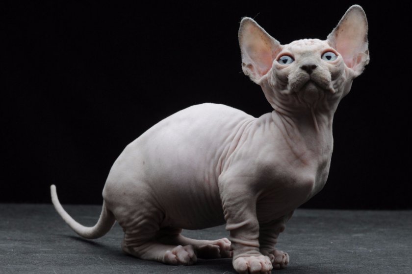 Бамбино кошка: стандарт породы, уход, кормление, цена