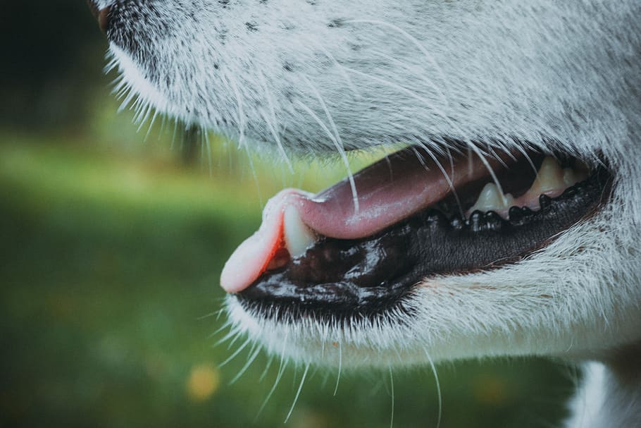 Неприятный запах изо рта у кошки | причины и лечение