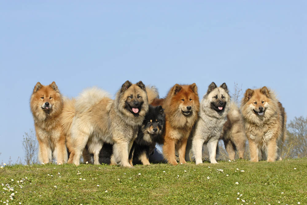Собаки породы евразиер, характерные особенности, история происхождения и стандарты породы