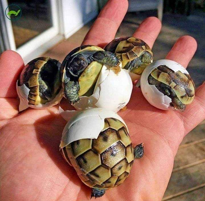 Среднеазиатская степная черепаха