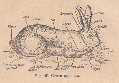 ᐉ как отличить декоративного кролика от обычного? - zooon.ru