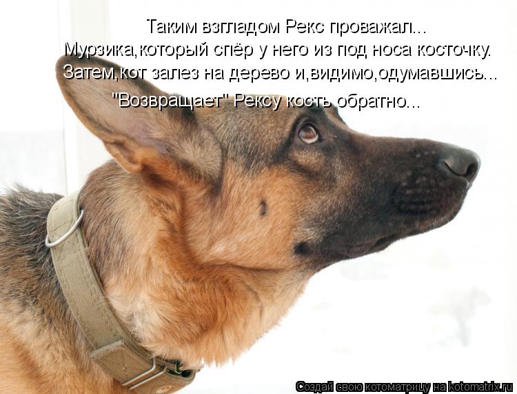 Как наказывать щенка за непослушание правильно: виды наказания и запрещенные методы - truehunter.ru