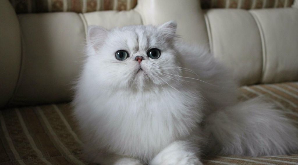 Персидская шиншилла: описание породы и характер кошек