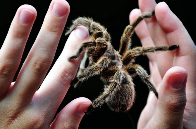Опасен ли паук-птицеед для человека?