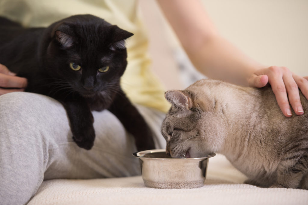 Кот или кошка ничего не ест и не пьет воду несколько дней (3 и больше): причины отказа от еды и питья, что делать, если страдает котенок