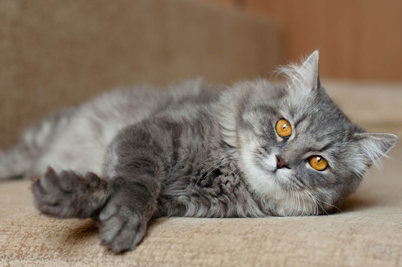 Британская длинношерстная кошка: фото, описание породы, характера и ухода