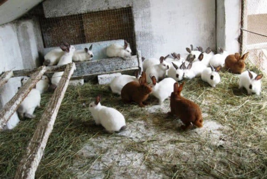 Как разводить кроликов в яме?