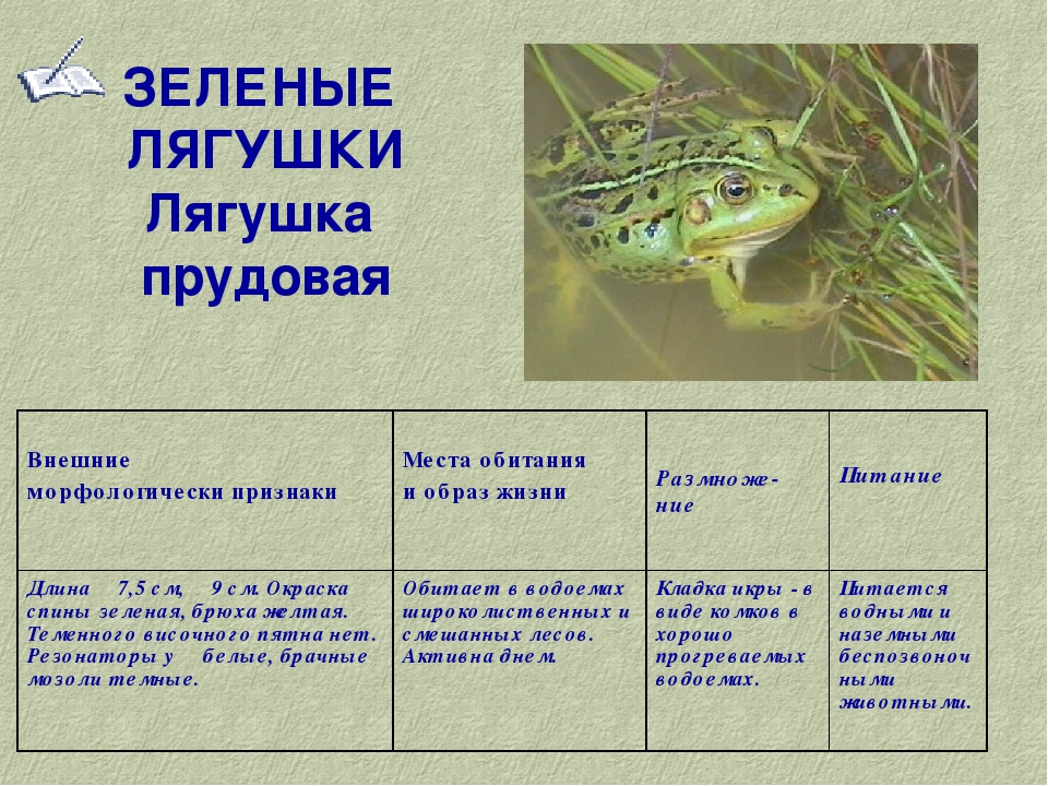 Прудовая лягушка (фото): как выглядит, где обитает, чем питается и интересные факты