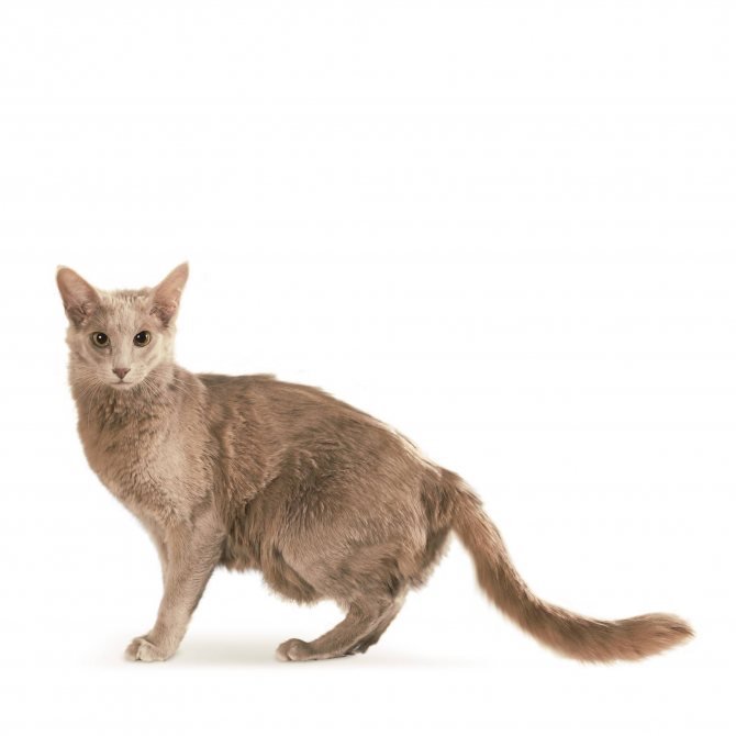 Яванез или яванская кошка характеристика породы, фото, характер, правила ухода и содержания - petstory