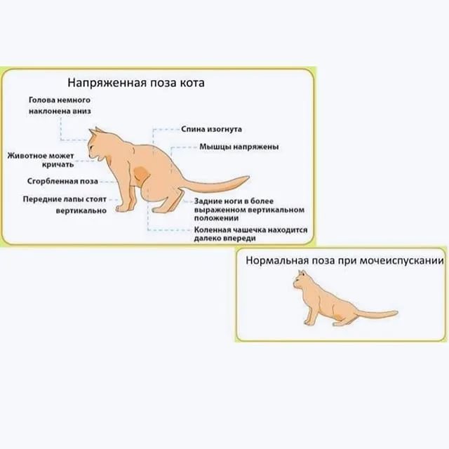 Схема лечения цистита у собак препараты