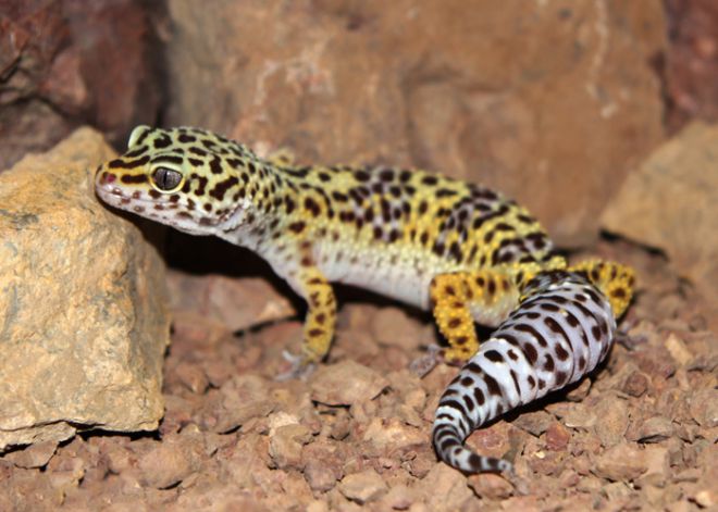 Леопардовый геккон или пятнистый эублефар — eublepharis macularius
