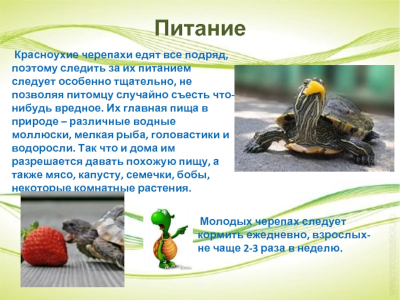 Основные рекомендации по уходу и кормлению красноухих черепах