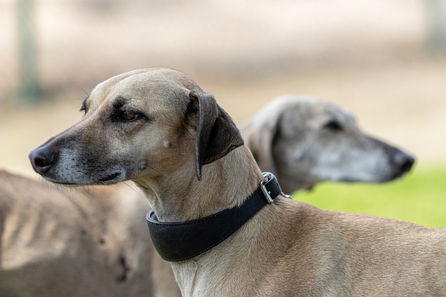 Описание породы собак грейхаунд с отзывами владельцев и фото
