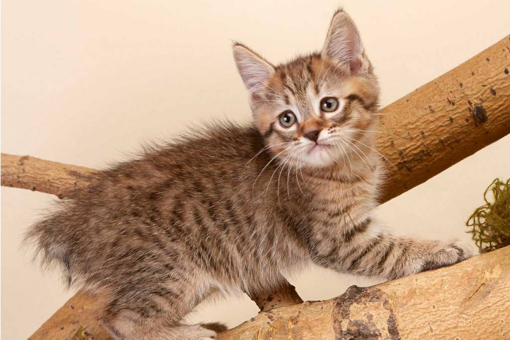 Пиксибоб кошка: описание породы, характер, фото, цена