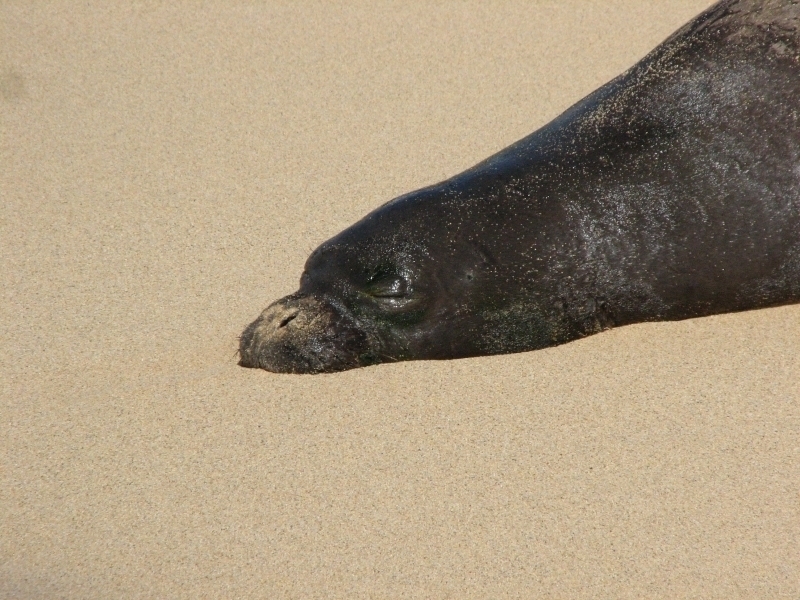 Карибский тюлень-монах - caribbean monk seal - abcdef.wiki