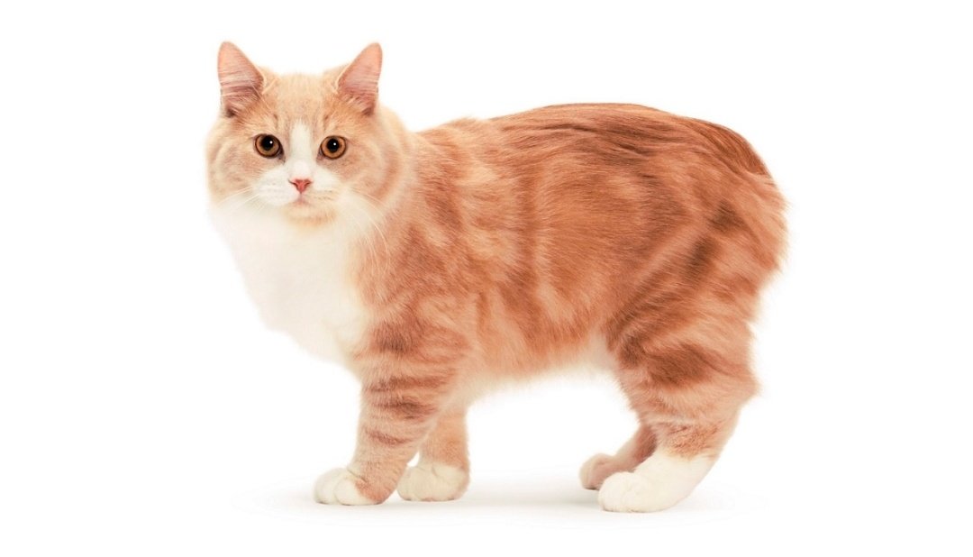 Мэнкс (мэнская кошка): фото, цена, особенности породы и характера, содержание, болезни