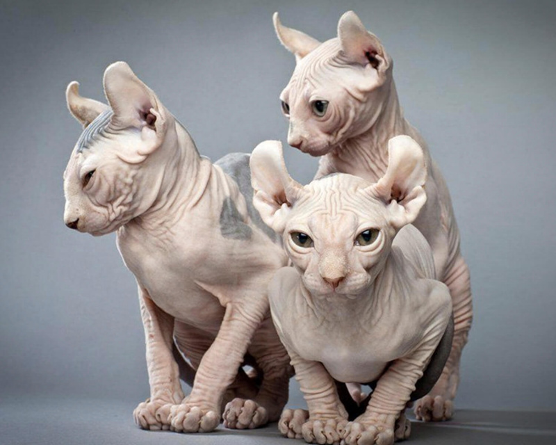 Порода кошек петерболд, фото котов и котят, описание разновидностей сфинксов браш и прямошерстная вариетта