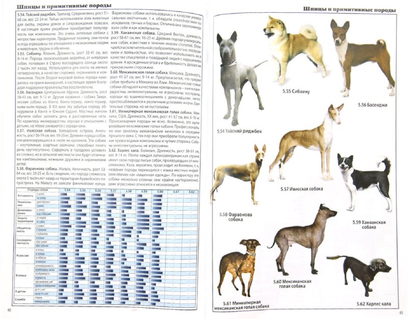 Охотничьи собаки: топ-25 лучших пород с фото, описанием и ценами