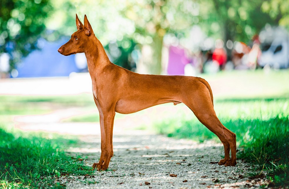 Фараонова собака: история породы, характер и уход - новости о собаках