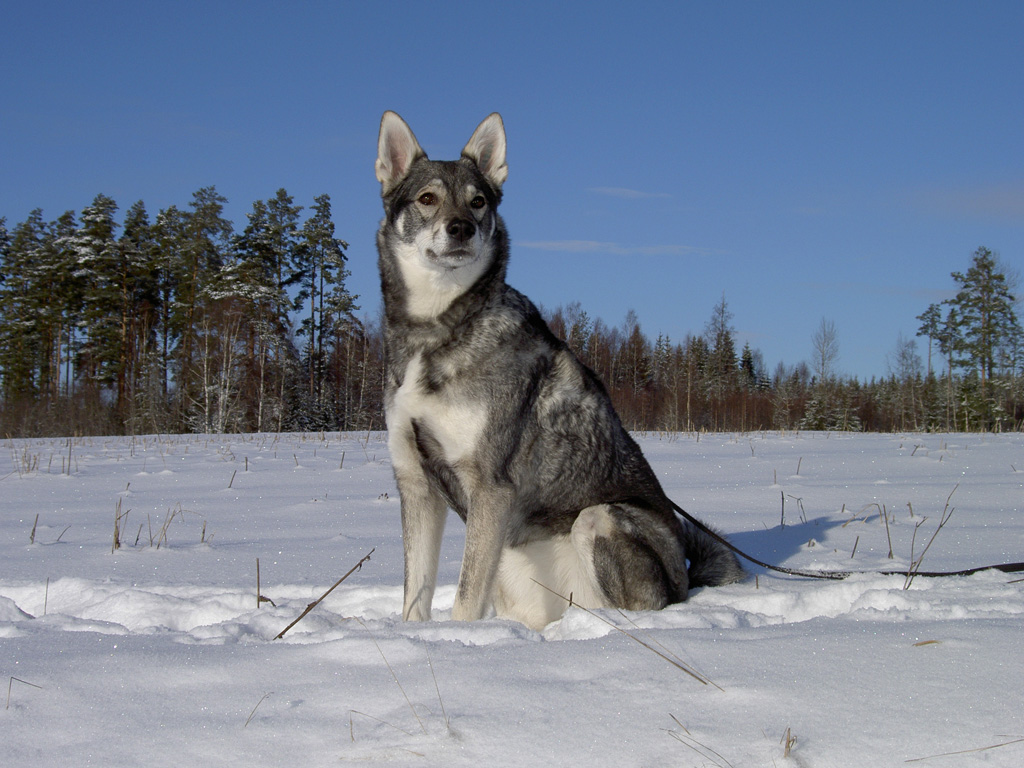 Норвежский или норвежская лайка порода шпицеобразных собак 6 букв