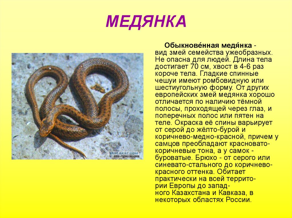 Медянка змея. образ жизни и среда обитания медянки | живность.ру